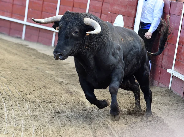 Powerful Bull Running Bullring Spain — Stock Photo, Image