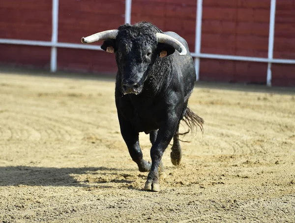 Kraftfull Tjur Som Springer Tjurfäktningsring Spanien — Stockfoto
