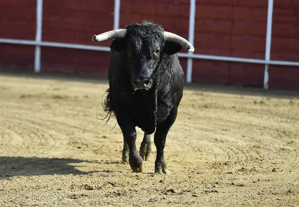 Powerful Bull Running Bullring Spain — Stock Photo, Image