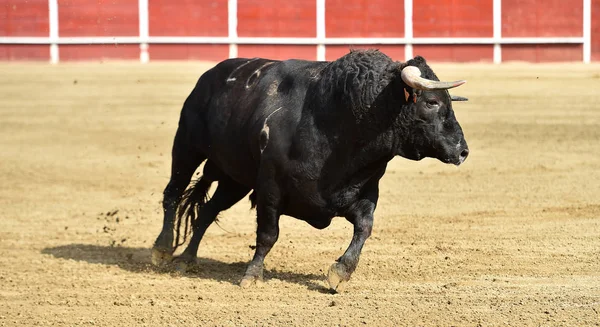 Touro Poderoso Correndo Uma Praça Touros Espanha — Fotografia de Stock