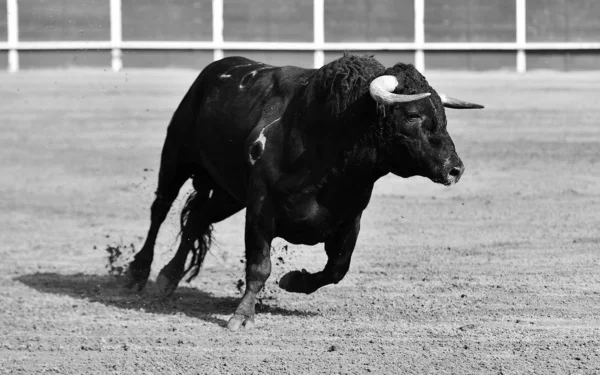 Mocný Býk Běžící Býčí Aréně Španělsku — Stock fotografie