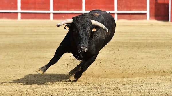 Touro Poderoso Correndo Uma Praça Touros Espanha — Fotografia de Stock