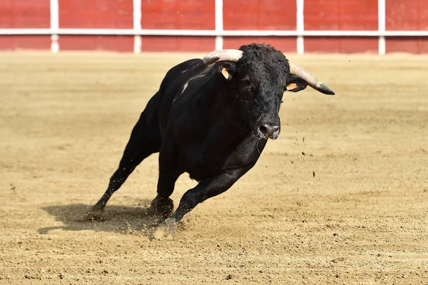 Ein Mächtiger Stier Läuft Einer Stierkampfarena Spanien — Stockfoto