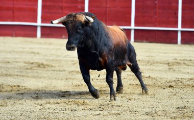 İspanya 'da ringde koşan güçlü bir boğa.