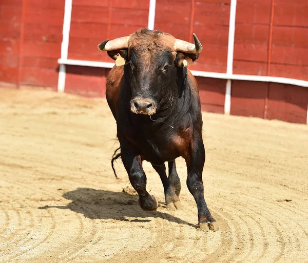 スペインの闘牛場で強力な雄牛が — ストック写真