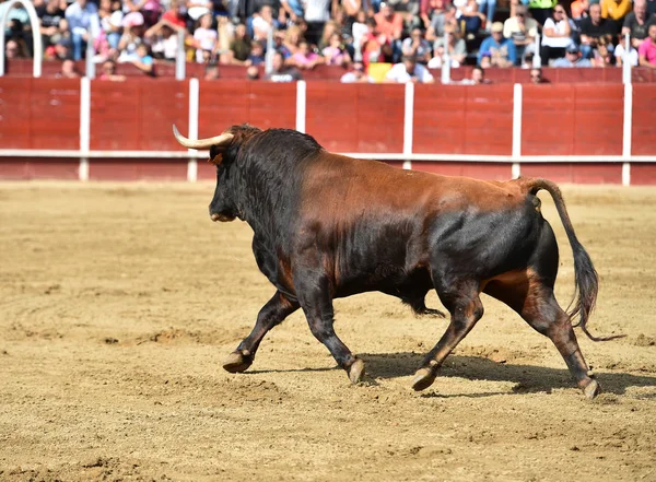 Touro Poderoso Correndo Uma Praça Touros Espanha — Fotografia de Stock