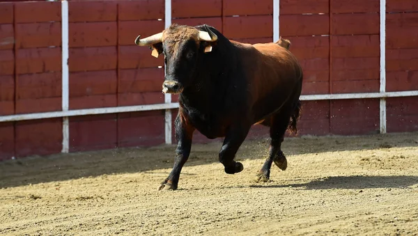 Potężny Byk Biegnący Ringu Byków Hiszpanii — Zdjęcie stockowe
