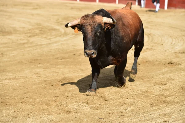 Powerful Bull Running Bullring Spain — Stock Photo, Image