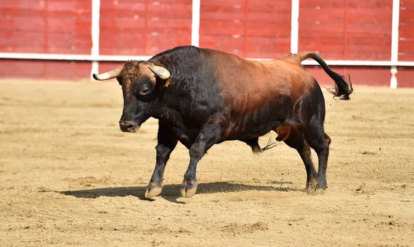 Ein Mächtiger Stier Läuft Einer Stierkampfarena Spanien — Stockfoto
