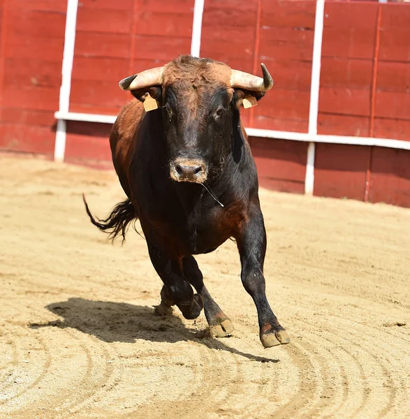 Een Krachtige Stier Een Arena Spanje — Stockfoto
