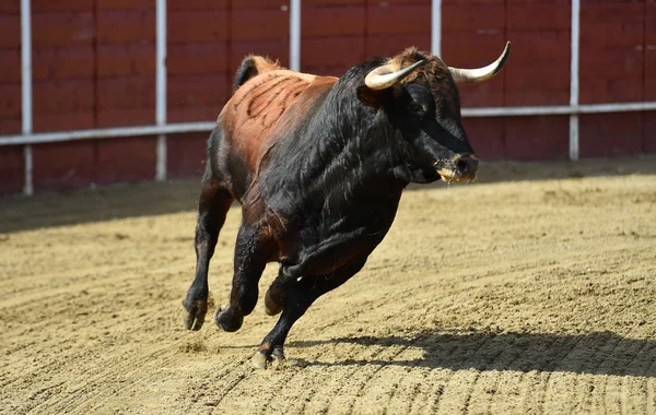 Touro Poderoso Correndo Uma Praça Touros Espanha — Fotografia de Stock