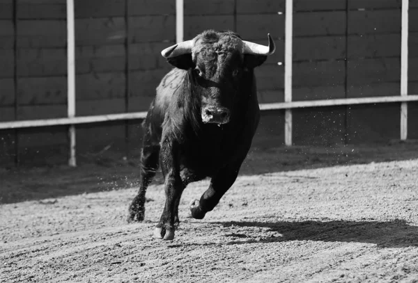 在牛群中奔跑的强壮的公牛 — 图库照片