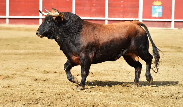 Banteng Yang Kuat Berjalan Arena Adu Banteng Spanyol — Stok Foto