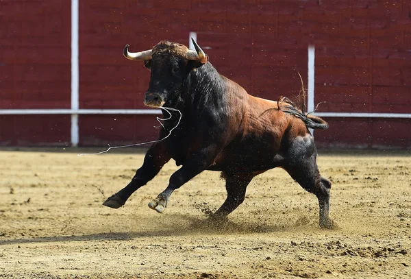 Powerfu Tjur Med Stora Horn Som Springer Spansk Tjurfäktningsarena — Stockfoto