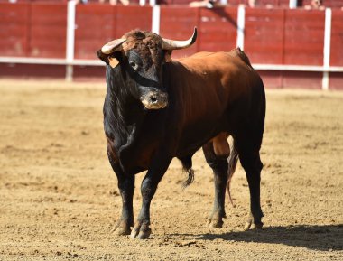 Büyük boynuzları olan güçlü boğa İspanyol boğa ringinde koşuyor.