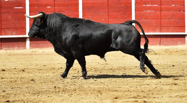 Powerfu Ταύρος Μεγάλα Κέρατα Τρέχει Στην Ισπανική Bullring — Φωτογραφία Αρχείου