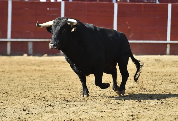 Powerfu Stier Met Grote Hoorns Spaanse Arena — Stockfoto