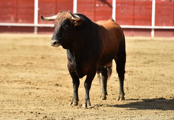 Taureau Powerfu Avec Grandes Cornes Fonctionnant Arène Espagnole — Photo