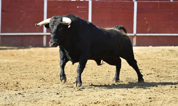 Powerfu Tjur Med Stora Horn Som Springer Spansk Tjurfäktningsarena — Stockfoto