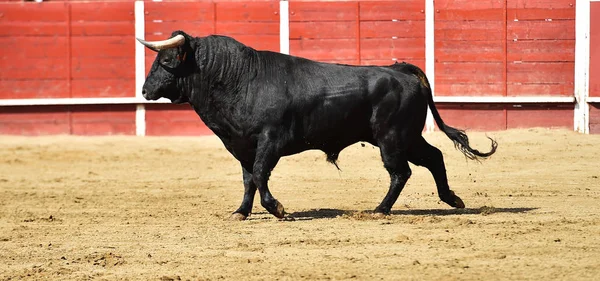 Büyük Boynuzları Olan Güçlü Boğa Spanyol Boğa Ringinde Koşuyor — Stok fotoğraf