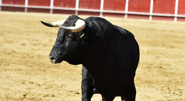 Powerfu Bika Nagy Szarvú Futó Spanyol Bullring — Stock Fotó