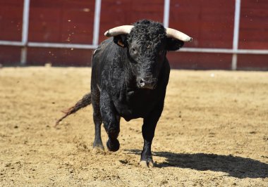 Güçlü boğa, büyük boynuzları olan bir İspanyol boğa ringinde koşuyor.