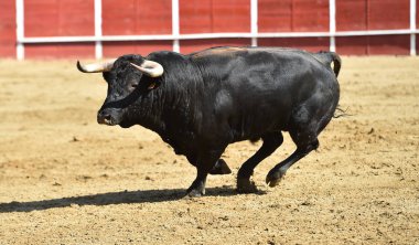 Güçlü boğa, büyük boynuzları olan bir İspanyol boğa ringinde koşuyor.