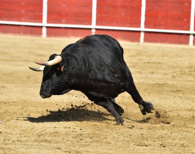 Güçlü boğa, büyük boynuzları olan bir İspanyol boğa ringinde koşuyor.