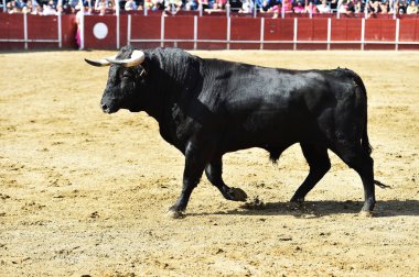 Güçlü boğa, büyük boynuzları olan bir İspanyol boğa ringinde koşuyor.