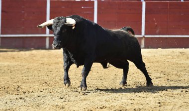 Güçlü boğa, büyük boynuzları olan bir İspanyol boğa ringinde koşuyor.