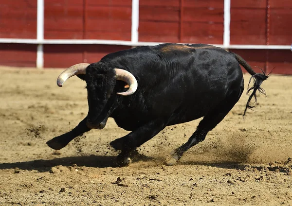 Touro Poderoso Correndo Uma Praça Touros Espanhola Com Grandes Chifres — Fotografia de Stock