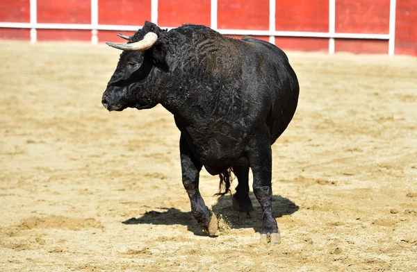 Potężny Byk Biegający Hiszpańskim Ringu Byków Dużymi Rogami — Zdjęcie stockowe