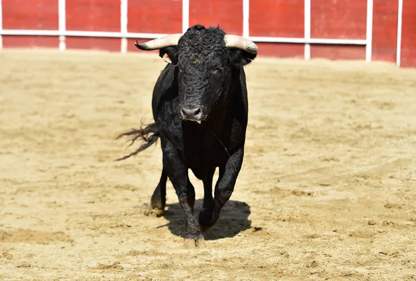 Güçlü Boğa Büyük Boynuzları Olan Bir Spanyol Boğa Ringinde Koşuyor — Stok fotoğraf
