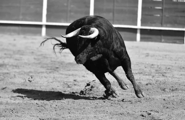 Krachtige Stier Rennend Een Spaanse Stierenring Met Grote Hoorns — Stockfoto