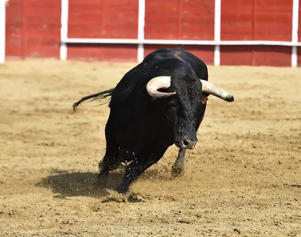 Touro Poderoso Correndo Uma Praça Touros Espanhola Com Grandes Chifres — Fotografia de Stock