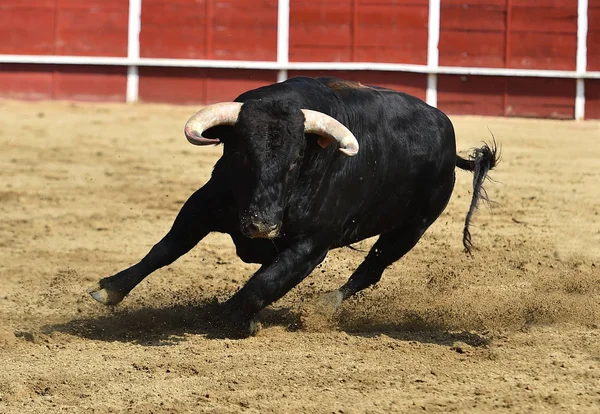 Powerful Bull Running Spanish Bullring Big Horns — Stock Photo, Image