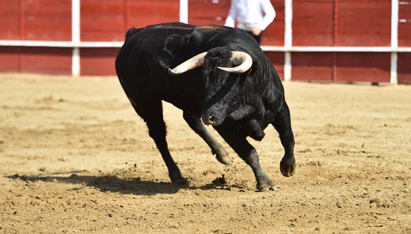 Powerful Bull Running Spanish Bullring Big Horns — 스톡 사진