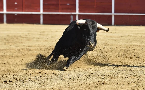 Starker Stier Läuft Einer Spanischen Stierkampfarena Mit Großen Hörnern — Stockfoto