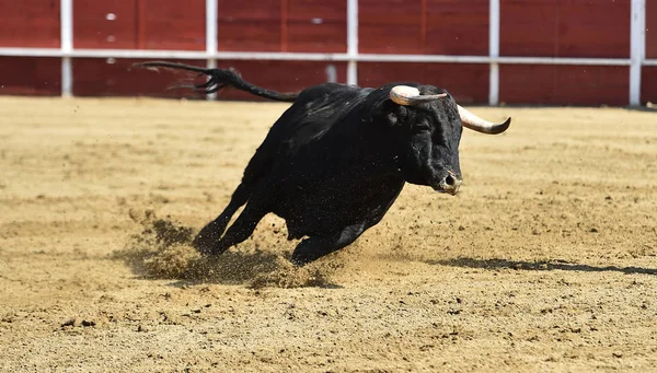 Güçlü Boğa Büyük Boynuzları Olan Bir Spanyol Boğa Ringinde Koşuyor — Stok fotoğraf