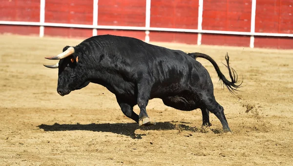 Kraftfull Tjur Som Springer Spansk Tjurfäktningsring Med Stora Horn — Stockfoto