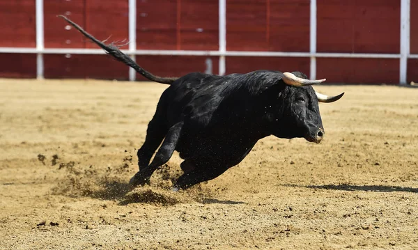 Powerful Bull Running Spanish Bullring Big Horns — 스톡 사진