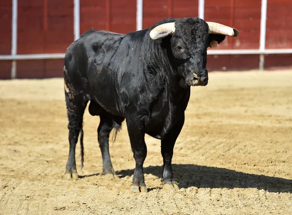 Poderoso Toro Corriendo Una Plaza Toros Española Con Cuernos Grandes — Foto de Stock