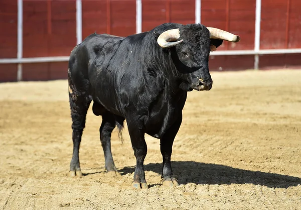 Taureau Puissant Courant Dans Une Arène Espagnole Avec Grandes Cornes — Photo