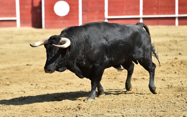 powerful bull running in a spanish bullring with big horns
