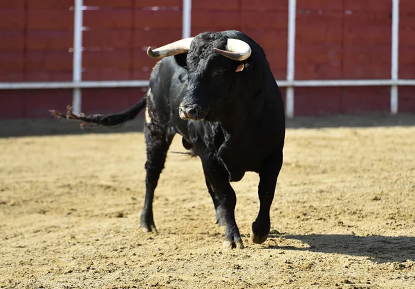 powerful bull running in a spanish bullring with big horns