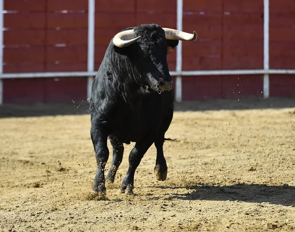 Powerful Bull Running Spanish Bullring Big Horns — 스톡 사진