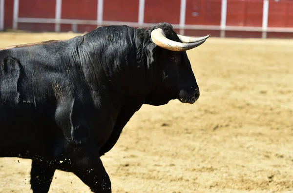 Touro Poderoso Correndo Uma Praça Touros Espanhola Com Grandes Chifres — Fotografia de Stock