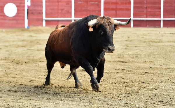 Taureau Puissant Courant Dans Une Arène Espagnole Avec Grandes Cornes — Photo