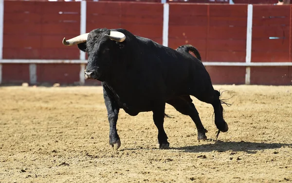 大号角的西班牙斗牛场里跑着一只强壮的公牛 — 图库照片