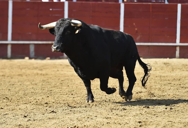 大号角的西班牙斗牛场里跑着一只强壮的公牛 — 图库照片